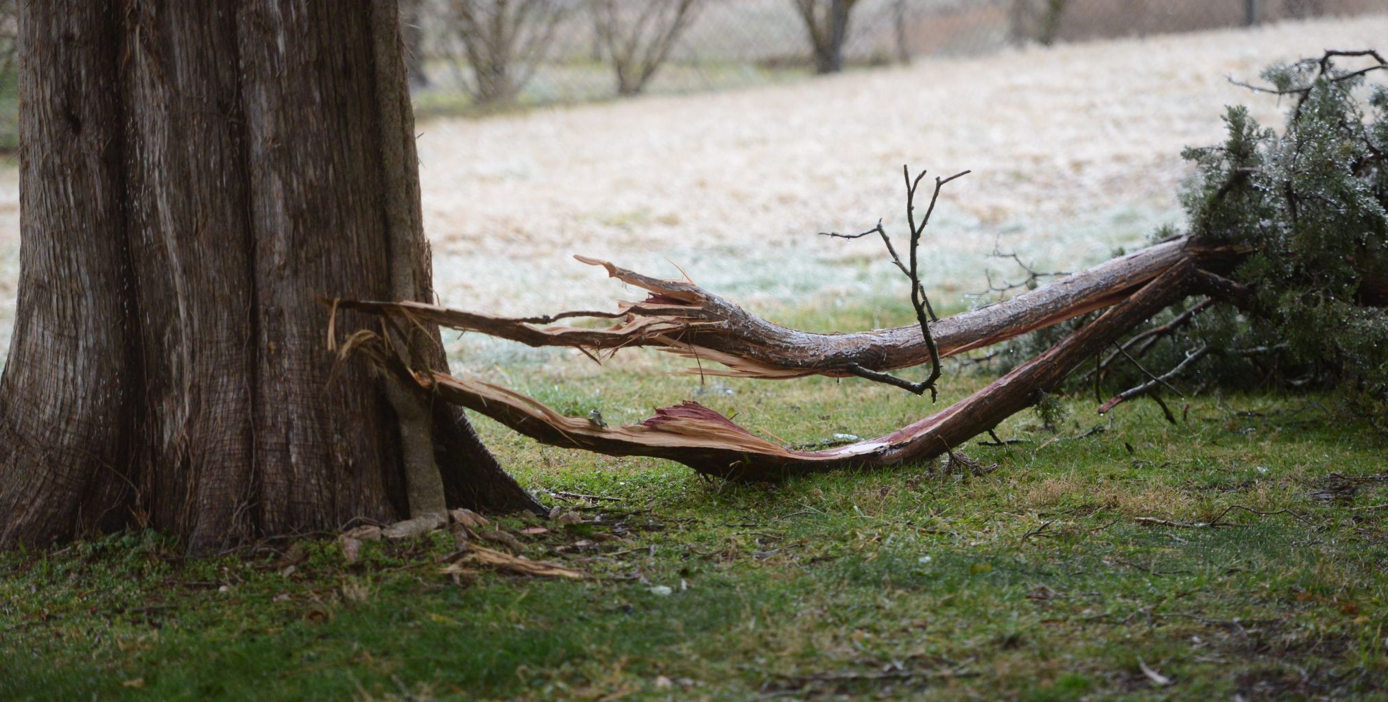 Downed trees 4.jpg